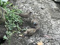 Zebra dove or Barred ground dove.