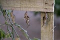 Three Zebra Longwing Butterfly Chrysalides Hanging From Weathered Grey Wood