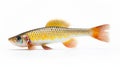 Artificial Killifish On White Background: Gold And Crimson Style