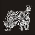 Three zebras