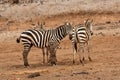 Three Zebras Royalty Free Stock Photo