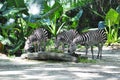 Three Zebras Royalty Free Stock Photo