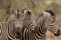 Three Zebras