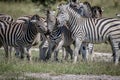 Three Zebras bonding in the Chobe. Royalty Free Stock Photo