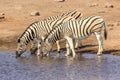 Three zebras drinking