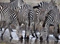 Three zebras drinking from water pond