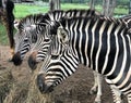 Three zebras eating grass in the zoo, animal life Royalty Free Stock Photo