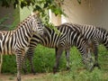 Three Zebras eating grass in the zoo in different directions. Royalty Free Stock Photo