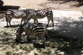 Three Zebras Royalty Free Stock Photo