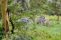 Three zebras in the wood
