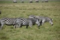 Zebras in Foreground with Elephants, Top of Frame, in Background