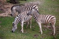 Three zebras grazing on pasture Royalty Free Stock Photo