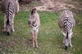 Three zebras grazing on pasture Royalty Free Stock Photo