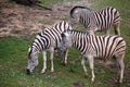 Three zebras grazing on pasture Royalty Free Stock Photo