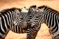 Three Zebras Kissing