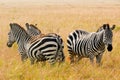 Three Zebras in the Maasai Mara, Kenya.