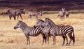 Three Zebras, Ngorongoro Crater, Tanzania