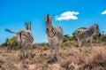 Three zebras over blue cloudy sky background