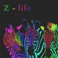 Three Zebras colorful portrait poster. Z-life slogan. Vector illustration.