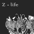 Three Zebras portrait poster. Z-life slogan. Vector illustration.