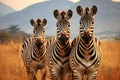 Three zebras in the savanna of Amboseli National Park in Kenya