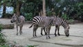 Three Zebras Royalty Free Stock Photo