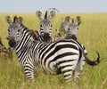 Three zebras