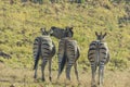 Three zebras standing in a row while one neighs Royalty Free Stock Photo