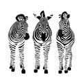 Three zebras standing. Savannah animal ornament.