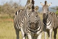 Three zebras standing in short grass