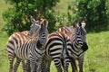 Three zebras standing on a sunny day at masai mara, kenya