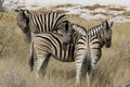 Three zebras: Who is who?