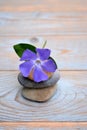 Three Zen stones on used wood with purple flower