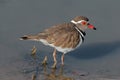 Threebanded plover