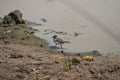 Threebanded Plover in Kruger National Park, South Africa