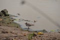 Threebanded Plover in Kruger National Park, South Africa