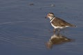 Threebanded Plover - Namibia