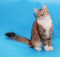 Threecolored cat sitting on blue Royalty Free Stock Photo