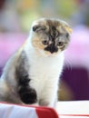 Threecolored kitten Royalty Free Stock Photo