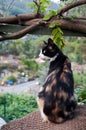 Threecolour cat Royalty Free Stock Photo