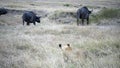 Threee african buffalo watch a lion stalking them at masai mara in kenya Royalty Free Stock Photo