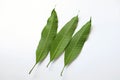 ThreeFresh green mango leaves,leaf isolate on white background. Concept of the botany and natural characteristics of mango lea Royalty Free Stock Photo