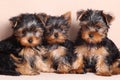 Threepuppy Yorkshire Terrier is isolated