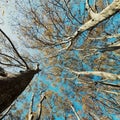 Threes in the autumn, the perspective pf the three background on the blue sky, nature, parc de la tete d& x27;or, Lyon, France Royalty Free Stock Photo