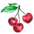 Threesome red cherry illustration.