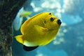 Threespot angelfish (Apolemichthys trimaculatus) Royalty Free Stock Photo