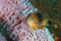 Threespot Damselfish and Sponge Royalty Free Stock Photo