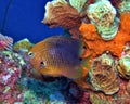 Threespot Damselfish Royalty Free Stock Photo