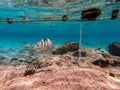 The threespot dascyllus (Dascyllus trimaculatus) at coral reef of the Red Sea Royalty Free Stock Photo