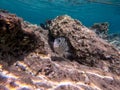 The threespot dascyllus (Dascyllus trimaculatus) at coral reef of the Red Sea Royalty Free Stock Photo